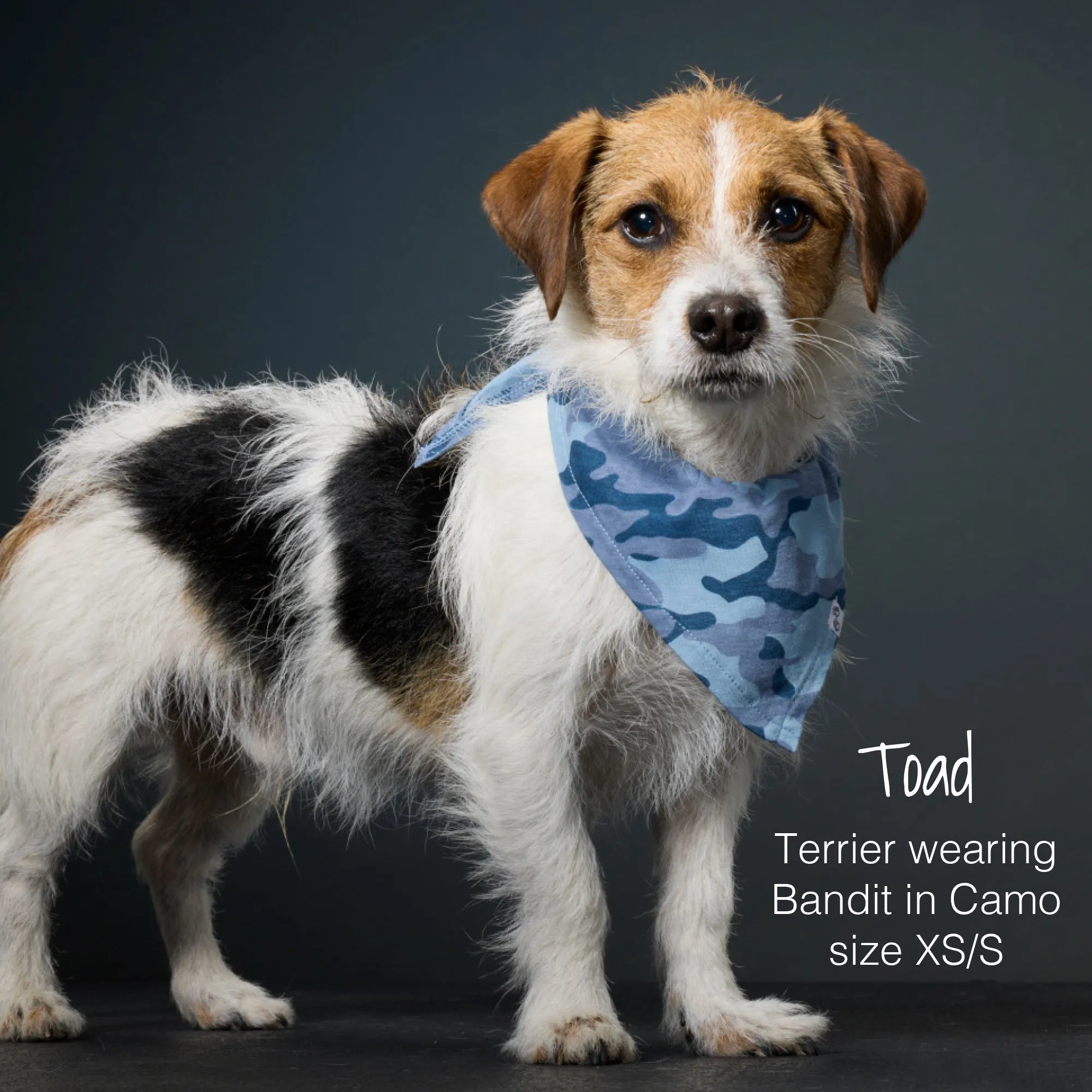 BANDIT - THE PET BANDANA, 2-PACK