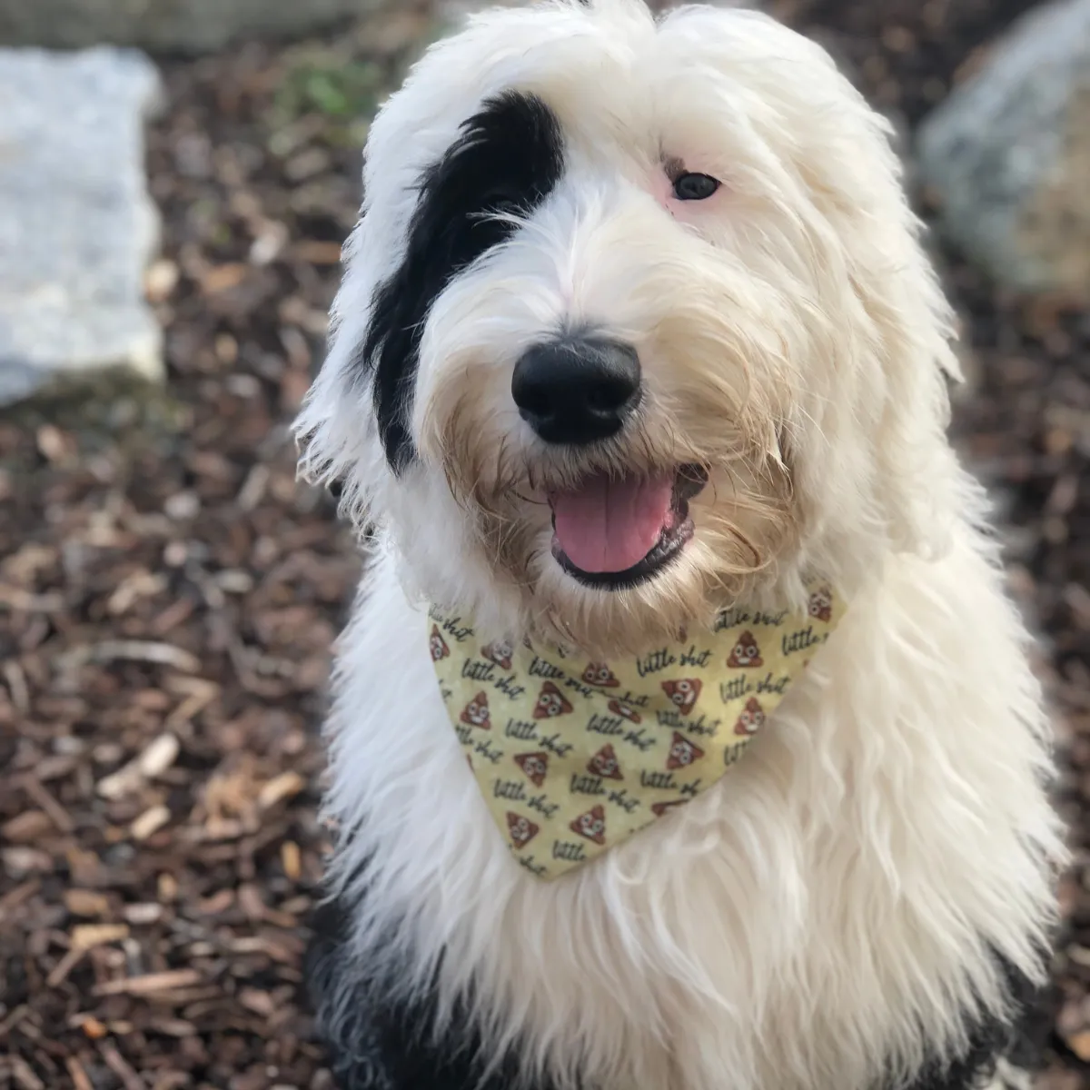Little Shit Dog Bandana