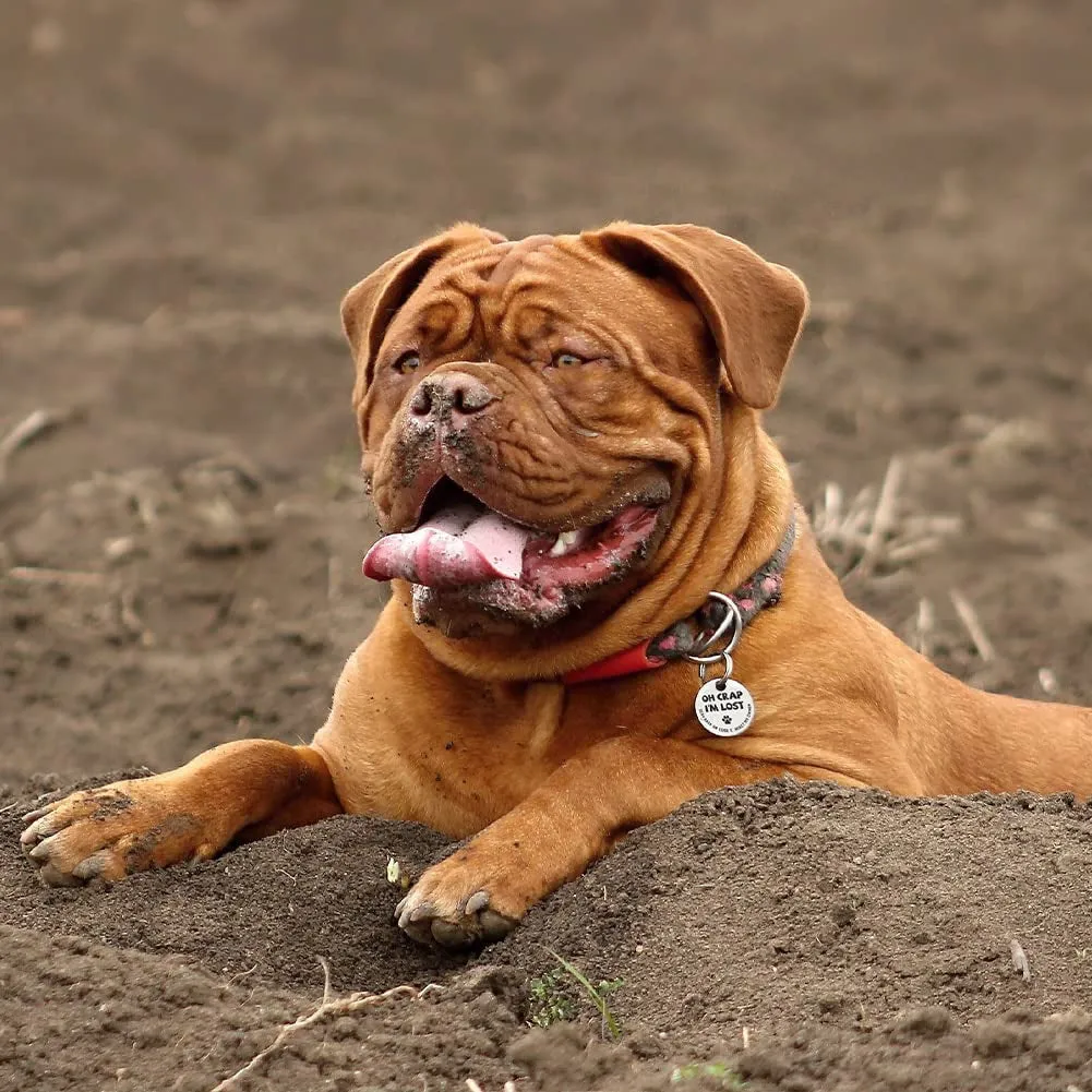 QR Code Pet Tags: Instant Email Alerts & Online Profiles
