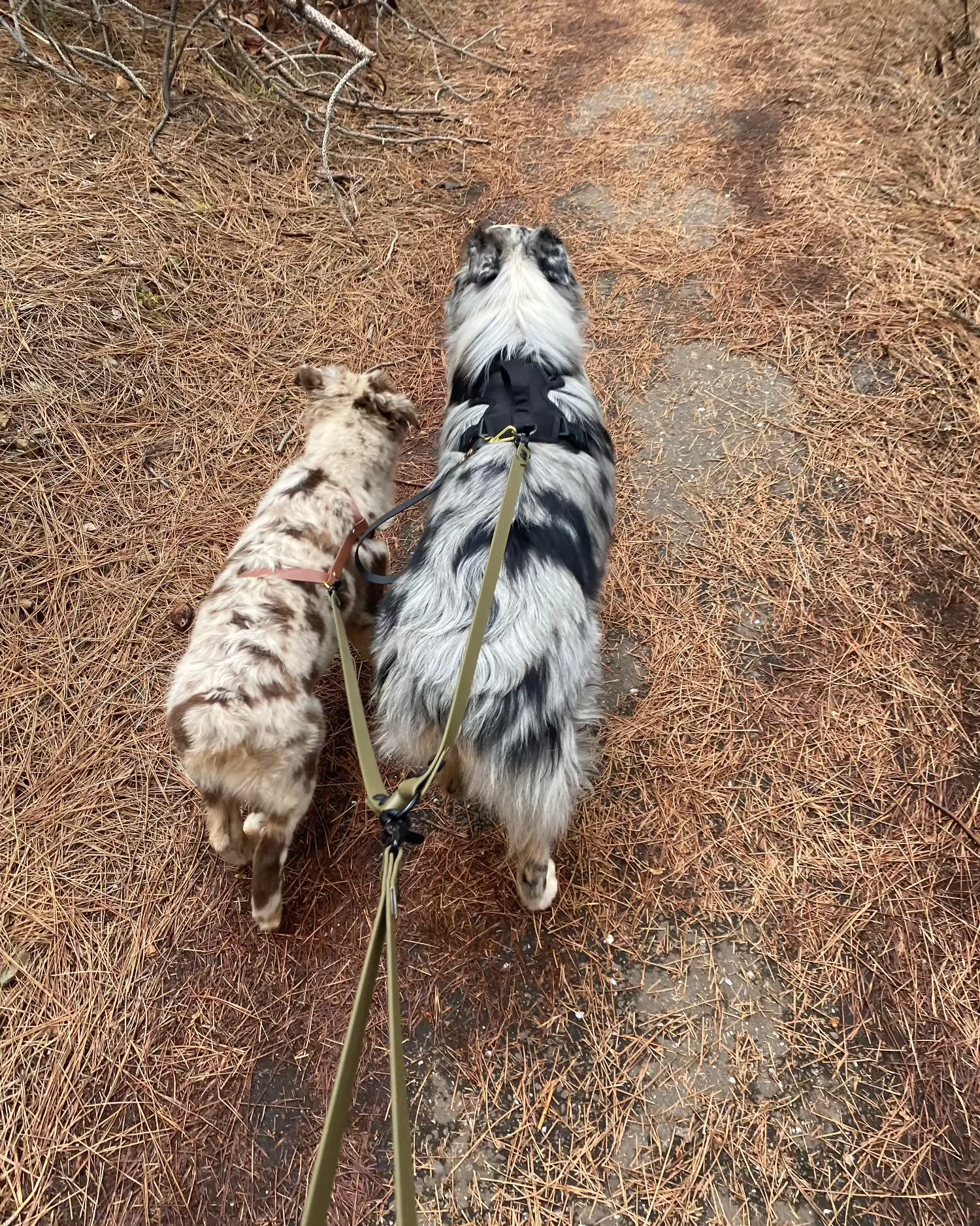 Waterproof Two Dog Leash / Two Dog Leash Splitter | Built with BioThane®